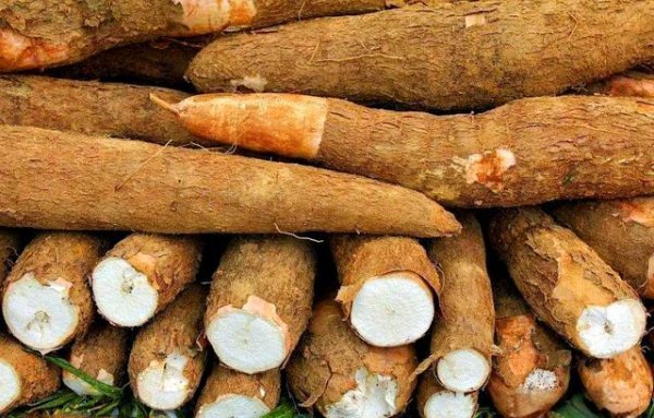 炒股配资平台股票配资门户 150克就能致命，但却被当成“粮食”来食用，如今还在大量种植？